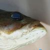 bonquaviosjrthe3rd