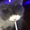 gudboi_carti