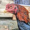 argon_rooster