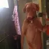 fogsiucutee