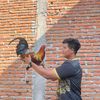 ajie736