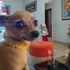 elgatooooo03