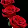 usereswbp3dv5y