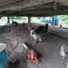 eduviloor5