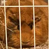 guinea gang