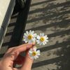 daisycorn6