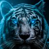 nawfellouhichi502