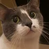 hbardhq