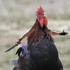 giovanniscattino09