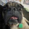 mr.oakleythepug2