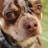 tyrion_chi