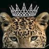 habibamahmoud5076