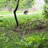 woodsnwater2