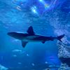 i_l0v3_shark