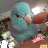 missleko9