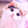 huuquy584