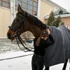shra_2022