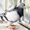 pigeon.techguy