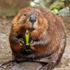 beaver123425