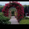 arassharef355