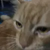 orangecat0927