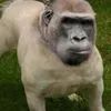 gorilla_dog