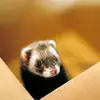 5ferrets
