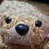 tobidebrownbear2