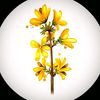 forsythiasalazar