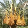 alsomahi1