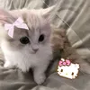 raine_drp2