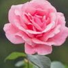 flowers_7565