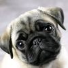 fluffypug14