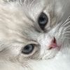 lunatheekitty