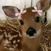 0h_.deer