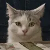cccarapcat