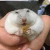 hamhamptr