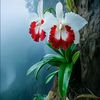 zain.al.abidin_051778