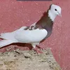 garmyansaman0