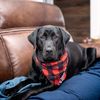 frankietheblacklab1