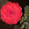 م / بسام جبر