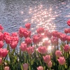 tomanytulips