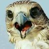 mohamad_alaswad