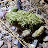 tea.toad