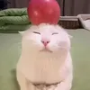 mibchoo