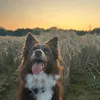 _daisy_the_border._
