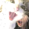 ali0sa_toxsic