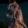 sameermajed3