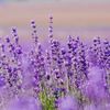lavender.mu1
