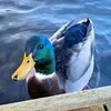 duckie094